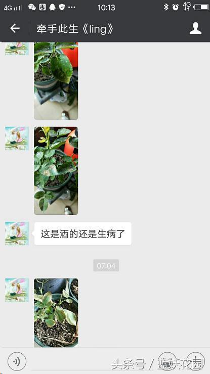 注意 别让这个小动作害了你的月季花
