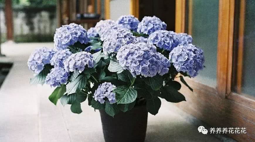 绣球开完花 教你一招 这样修剪 下次开花全是大花球