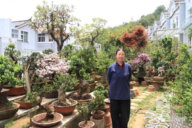 儿子眼中母亲的盆景之道
