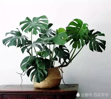 家里种这4种花 身体越来越健康