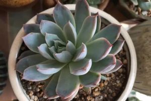 家里的花长成歪脖子树?学这1招,10天立马正回来!