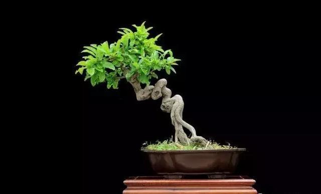 盆景大师到底要从哪里来?