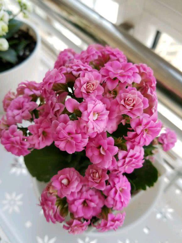 花期最长的花卉盆栽 养护容易 曾获世界花卉大奖 值得拥有
