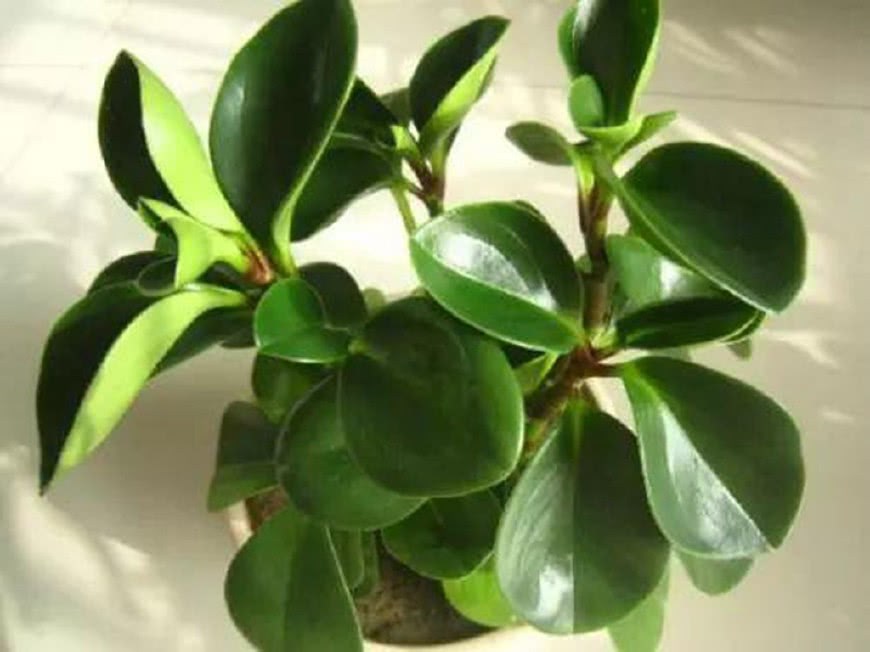 这些养在家的植物 好看又好养活 你家有了吗？