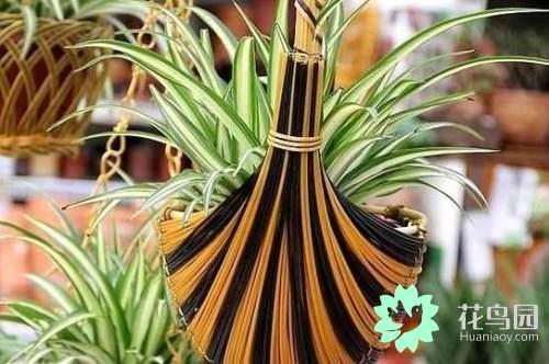 甲醛去除绿植推荐