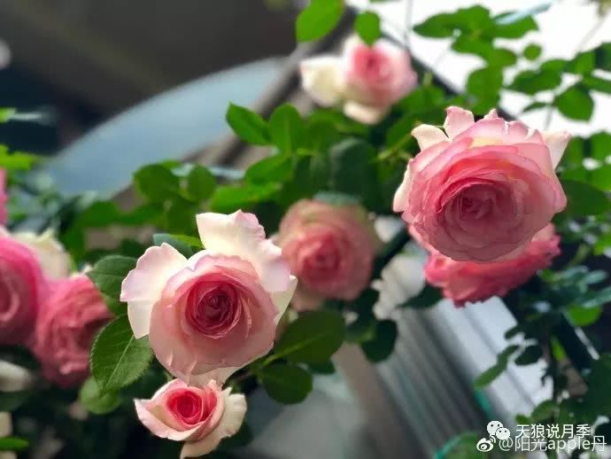 我和天狼月季的春天到底有多美？看他们的晒照就知道了