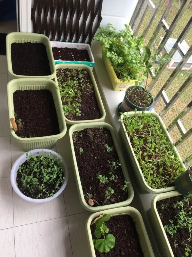 十厘米的土壤能做什么?台长告诉你:阳台种蔬菜足矣