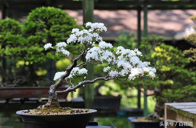 这种植物死了11年 竟然沾点水就能活