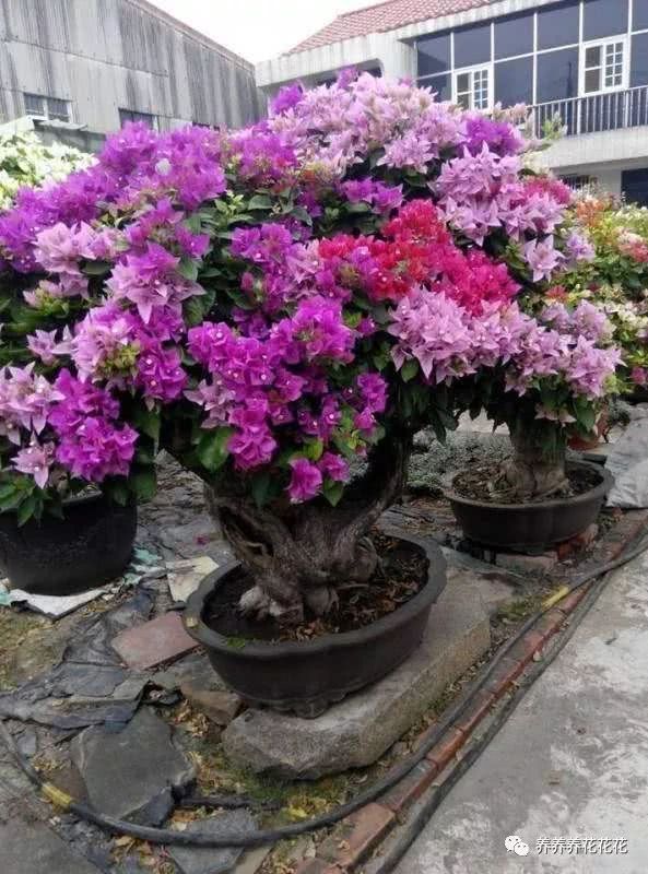一棵三角梅 开出五种花 全是靠嫁接 百花齐放最好看