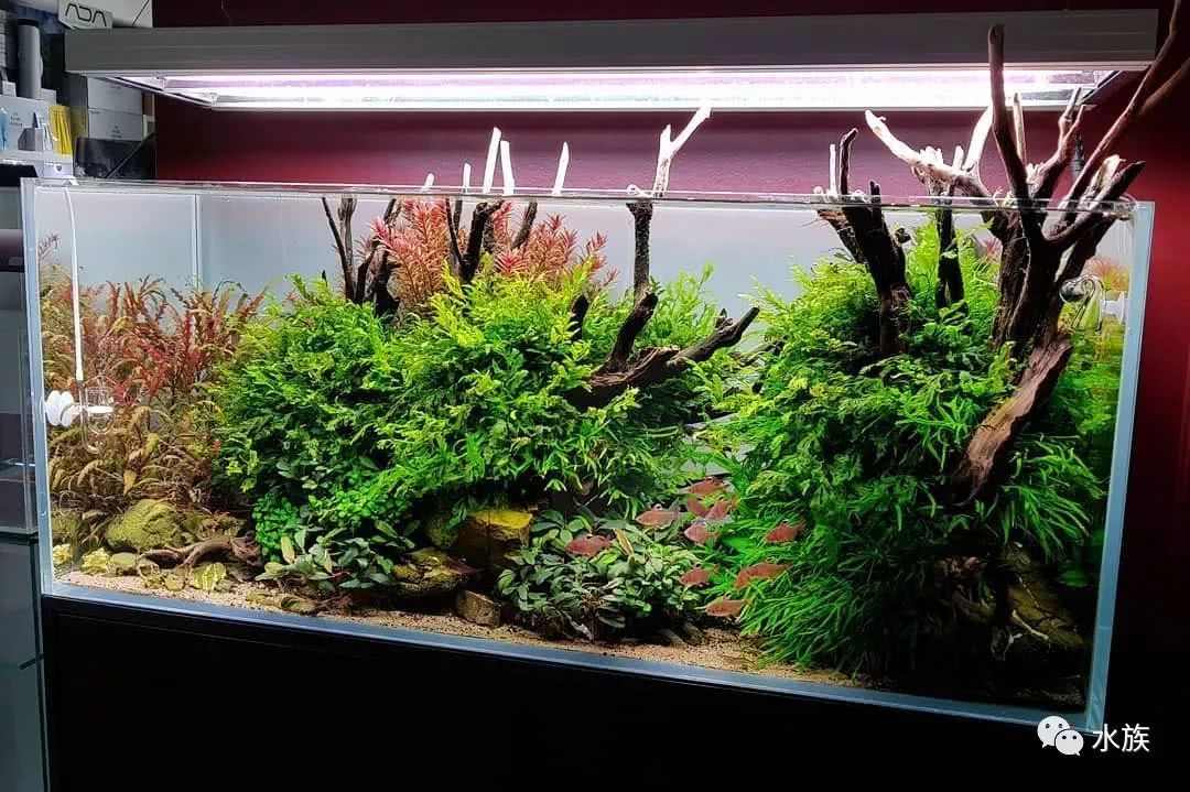 15个月后的草缸 状态满满