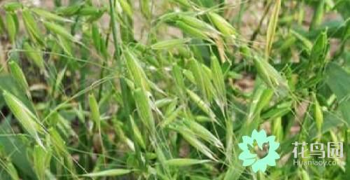 野燕麦是什么植物?