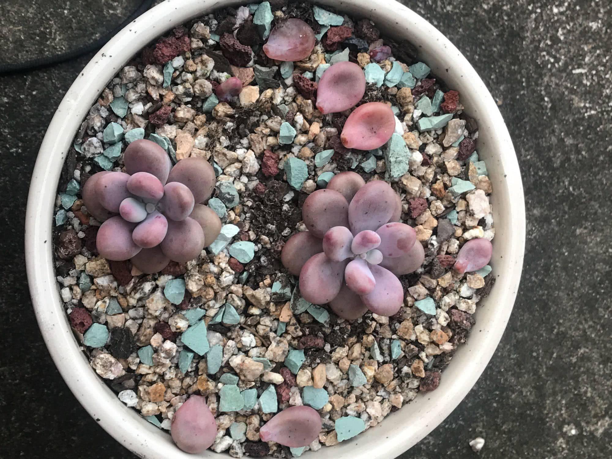 多肉度夏团灭?花草检测仪可给你护航
