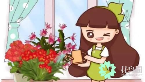 夏天有的花不能乱浇水 否则浇一盆死一盆