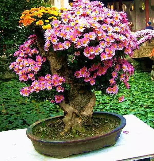 菊花盆景制作很有讲究 不然你没法爆盆
