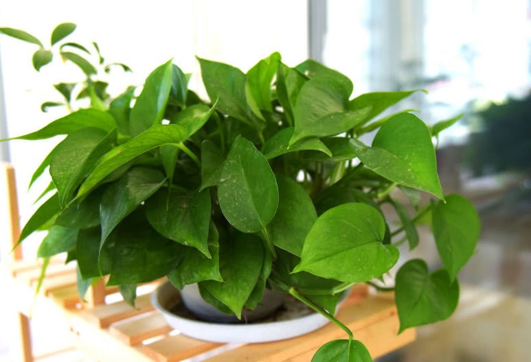 在叶片上擦一点这个 让你的植物 立马变得绿油油 再不黄叶