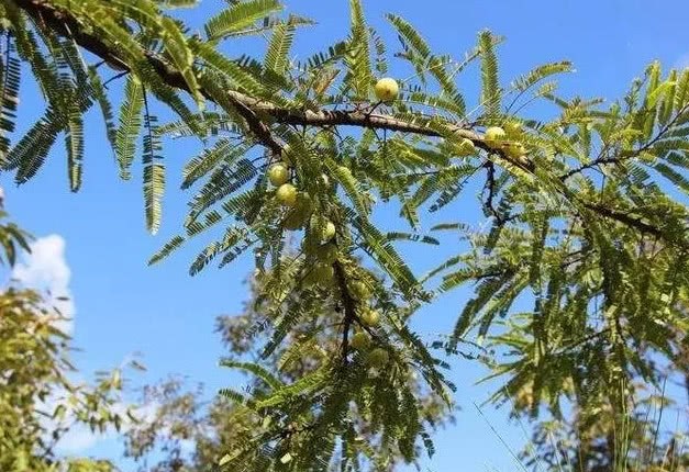 南方常见的野果 维C含量居然比蓝莓高百倍 药用价值极高