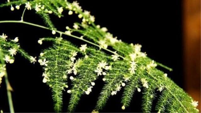竹也能种？这样来操作 越养越茂盛