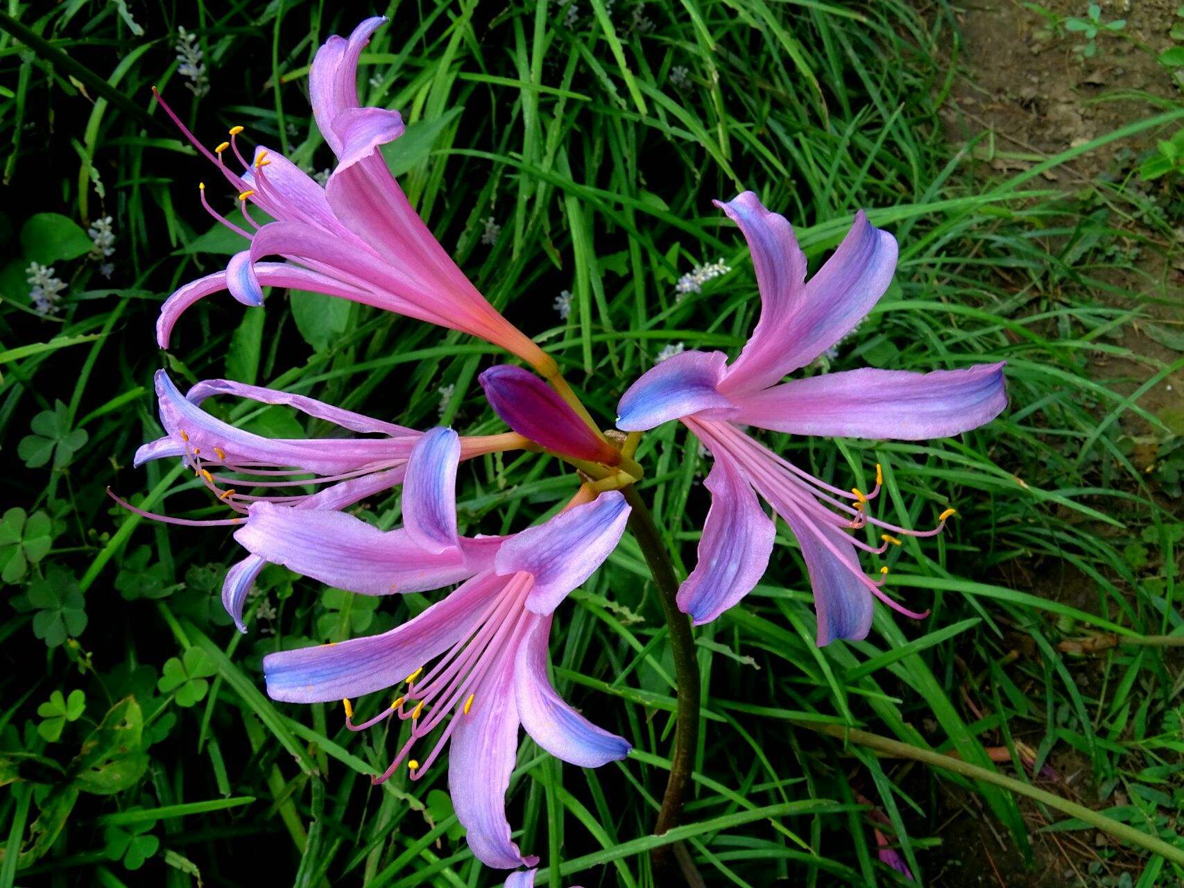 离别和伤心——换锦花