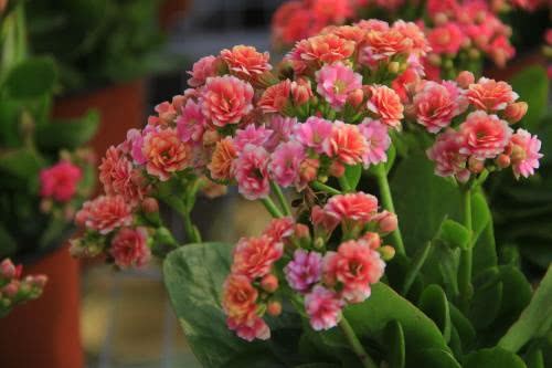 长寿花黄叶养不好？给它剃个头 一盆变10盆 花开一团团