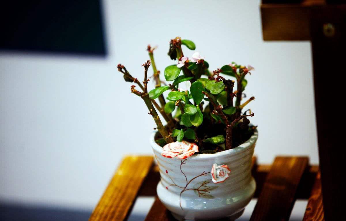 要想花卉叶子翠绿有光泽 用这几种溶液养花试试 效果杠杠的
