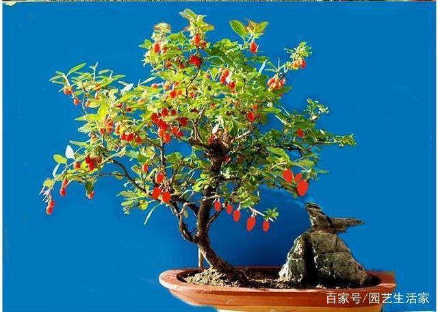 一粒种子养成枸杞盆景 红果挂满枝 好看好养还能泡茶喝