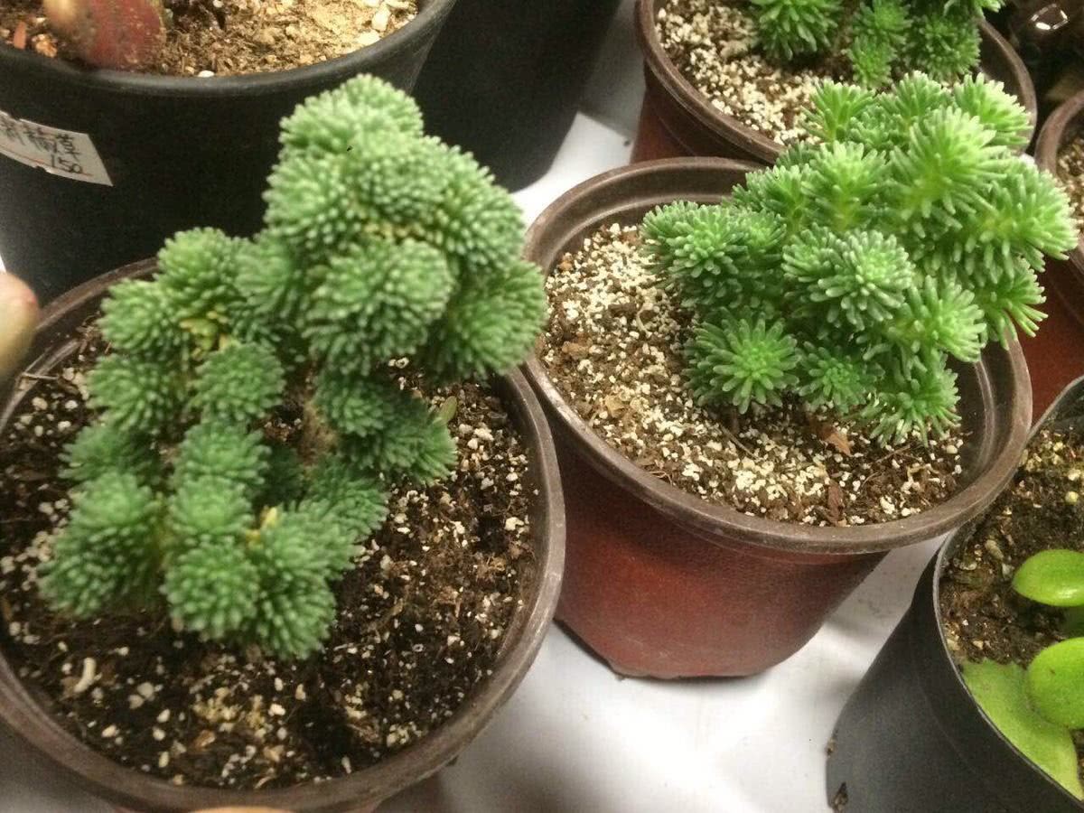 多肉植物——球松