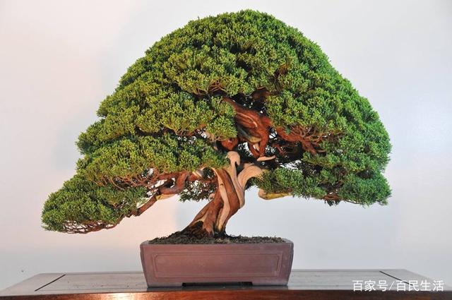 盆景欣赏：快看前三图皆如一把大伞 后两图造型绝对能惊艳到你