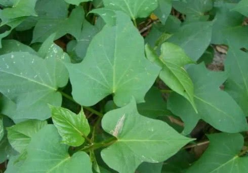 夏季一定要吃这几种野菜可以保护视力防癌美容养颜错过要等明年啦