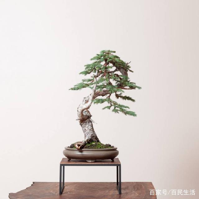 盆景欣赏：有单干历经百折千回的曲折 也有丛林式生长的繁盛多姿
