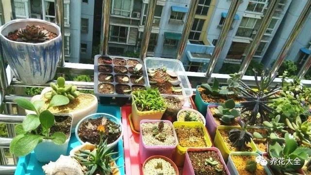 没有阳台但有防盗窗 简单一改造 就是一个小花园