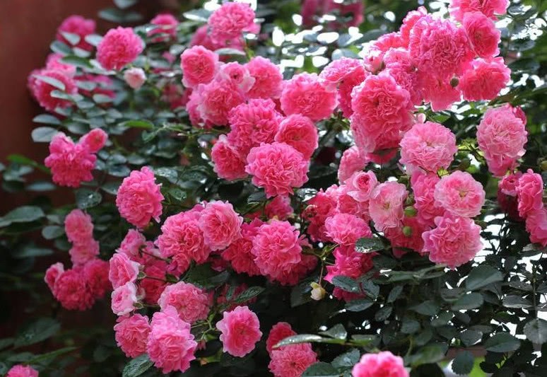 家里养植花卉 首选这几个品种 易养护 分分钟变成花海
