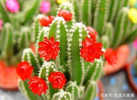 3种能净化空气的盆栽 简单又好养 养一盆 老人孩子都健康