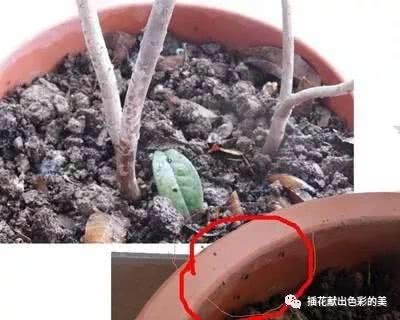 夏天家里盆栽容易招虫 学会这一窍门 花草再也没用虫