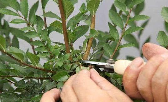 别怕月季疼 这样抹芽 月季开花不断