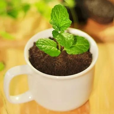 水培花卉如何掌握换水技巧?