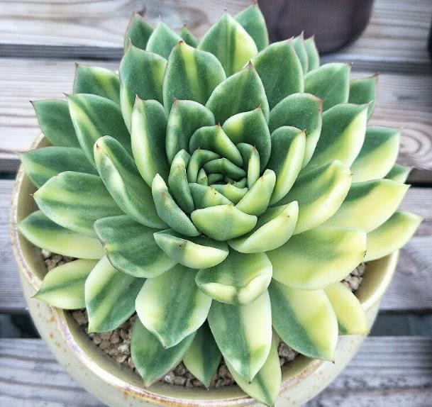 想让多肉植物生根快 土壤里加上这个 不用担心多肉长不大