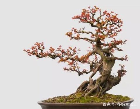 盆景知识：雀梅盆景的修剪技巧 你学会了吗？