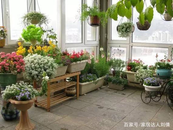 家里这几种小药片别丢掉 老花匠教你3绝招 半个月盆栽油光发亮