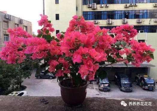 要想延长三角梅花期 一定要这样做 一次能开几个月 满树都是花