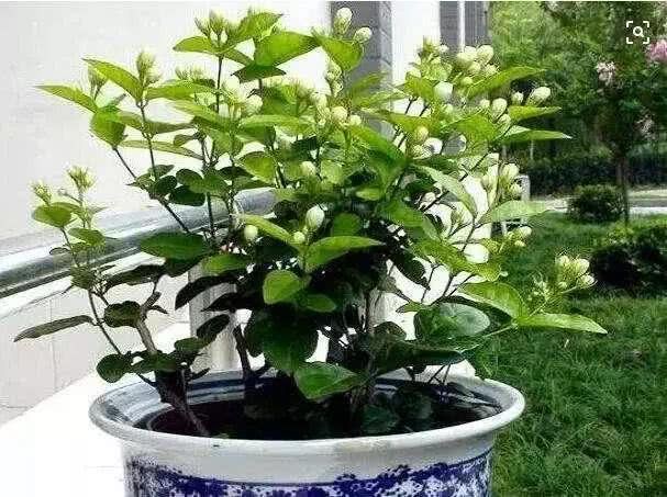 茉莉从这里剪两刀 花苞全都冒出来 叽里咕噜开满盆
