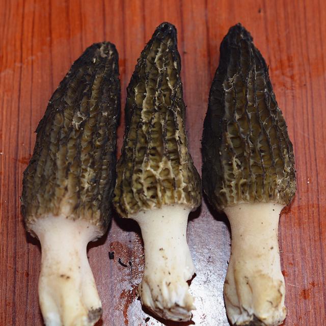 羊肚菌常见病虫害及预防方法