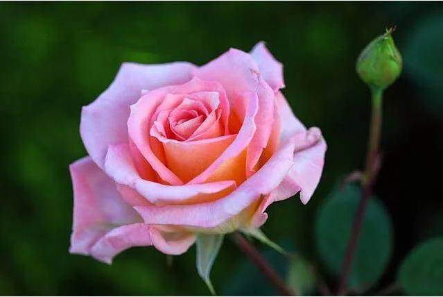 花中皇后凭什么成为52个城市的市花