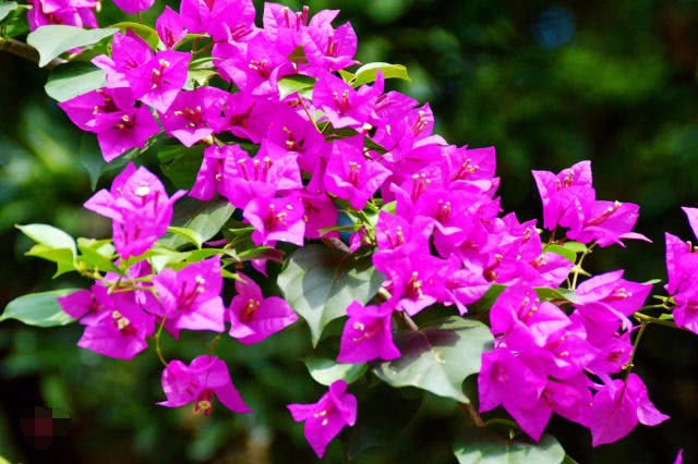 花如三角——光叶子花