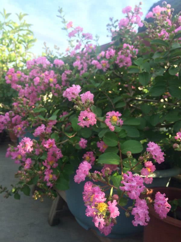 花期超长的植物 花开百日不谢 花叶俱美 养护容易 还可做盆景