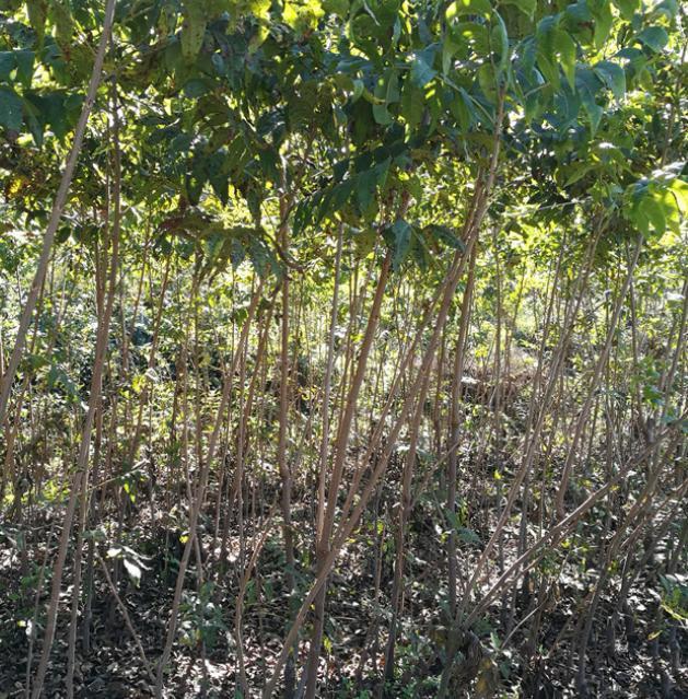 长山核桃繁育及授粉品种配置技术