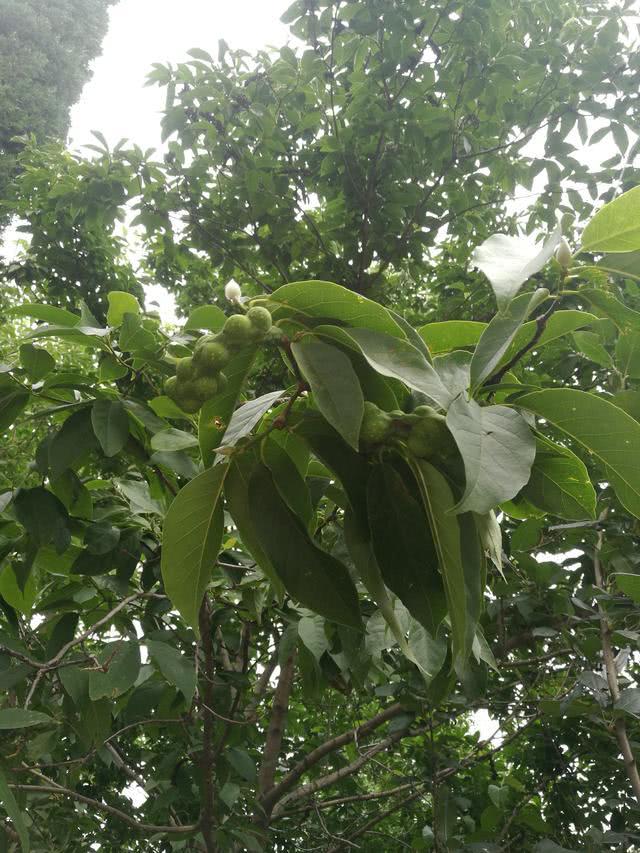 偶然发现济南马路边的绿植 长出的果子很奇怪