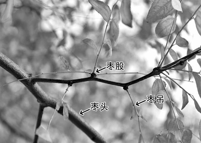 枣的树体结构和整形修剪技术