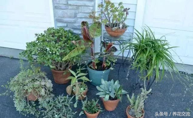 室内的虫子是从哪里来的 要怎么避免盆栽植物感染病虫害?