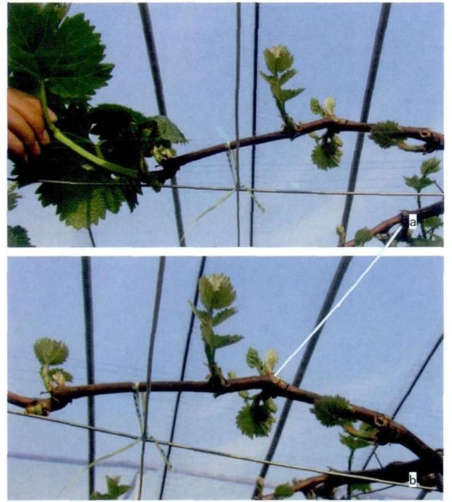 葡萄的新梢怎样管理?葡萄的新梢管理技术