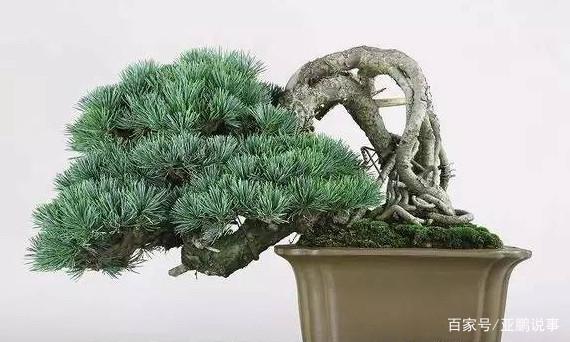盆景提根的3种方法 一学就会